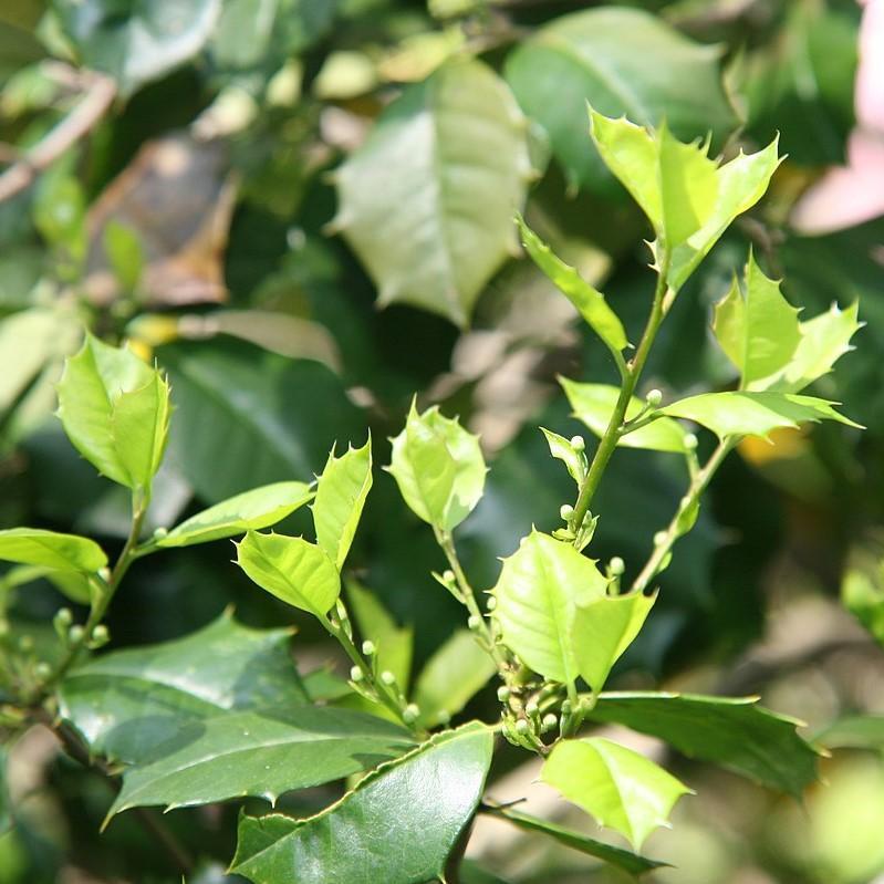 Ilex opaca 'Satyr Hill' ~ Satyr Hill American Holly