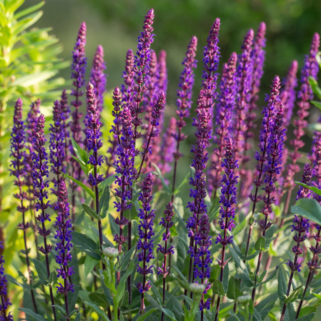 Salvia nemorosa 'Caramia' ~ Caramia Meadow Sage
