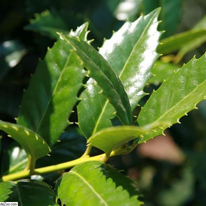 Ilex 'Mary Nell' ~ Mary Nell Holly