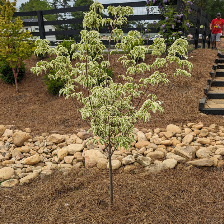 Cornus kousa 'Diversión de verano' ~ Dogwood divertido de verano