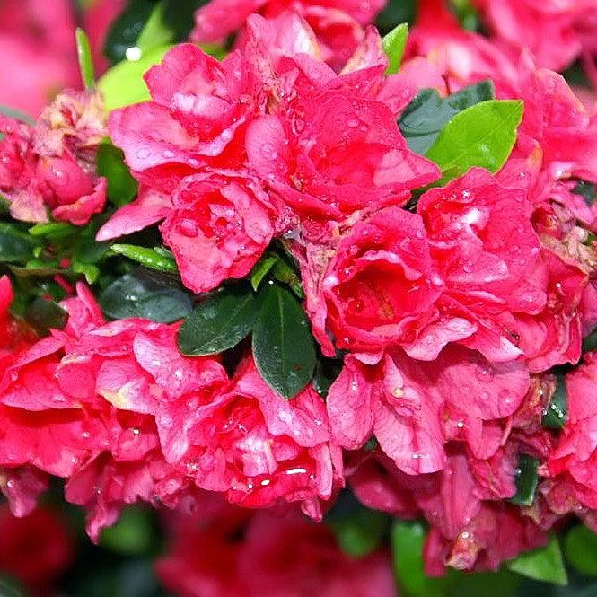 Rododendro kurume 'Hershey's Red' ~ Azalea roja de Hershey