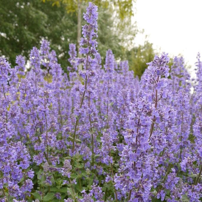 Nepeta grandiflora 'Summer Magic' ~ Summer Magic Catmint