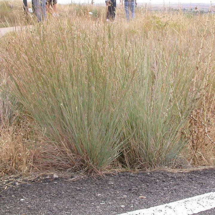 Schizachyrium scoparium 'Ha Ha Tonka' ~ Ha Ha Tonka Little Bluestem