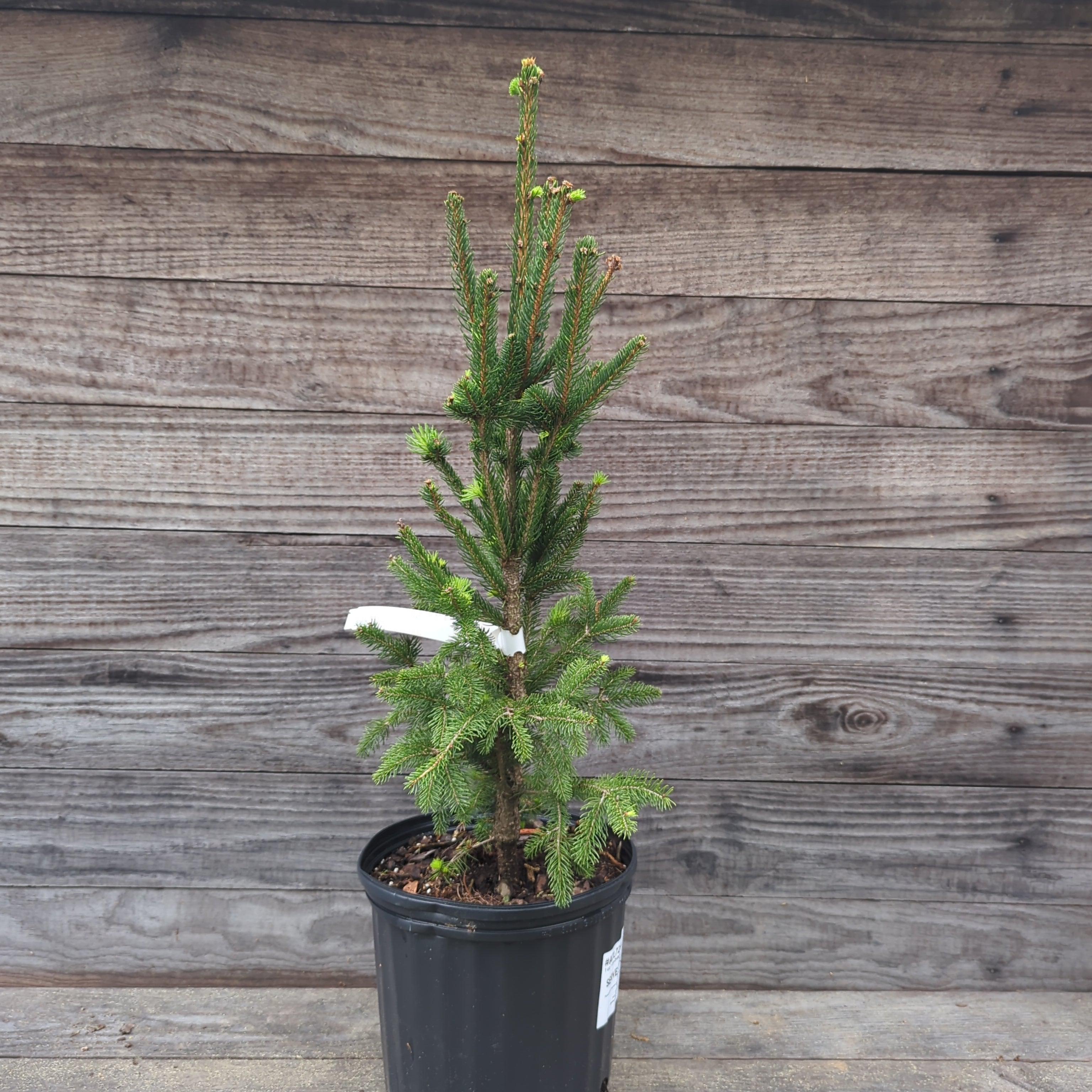 Picea abies 'Cupressina' ~ Columnar Norway Spruce, Fastigate