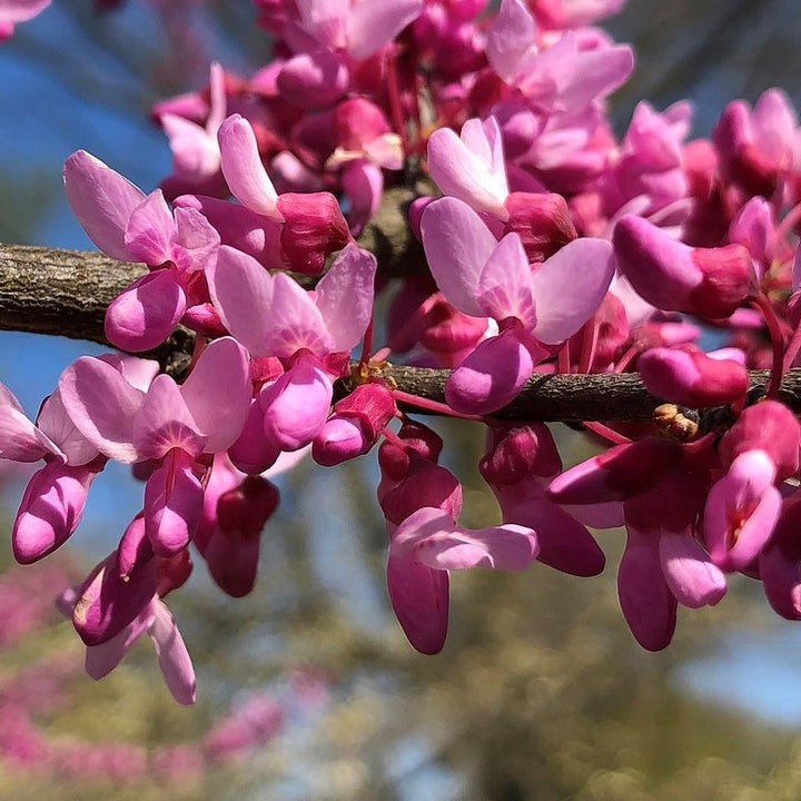 Cercis x 'Merlot' ~ Merlot Redbud