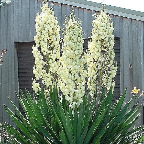 Yucca filamentosa ~ Adam's Needle, Yucca