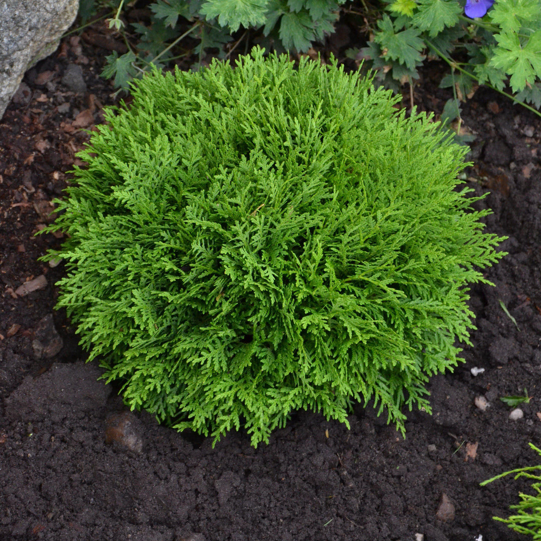Thuja occidentalis 'Danica' ~ Globe Arborvitae