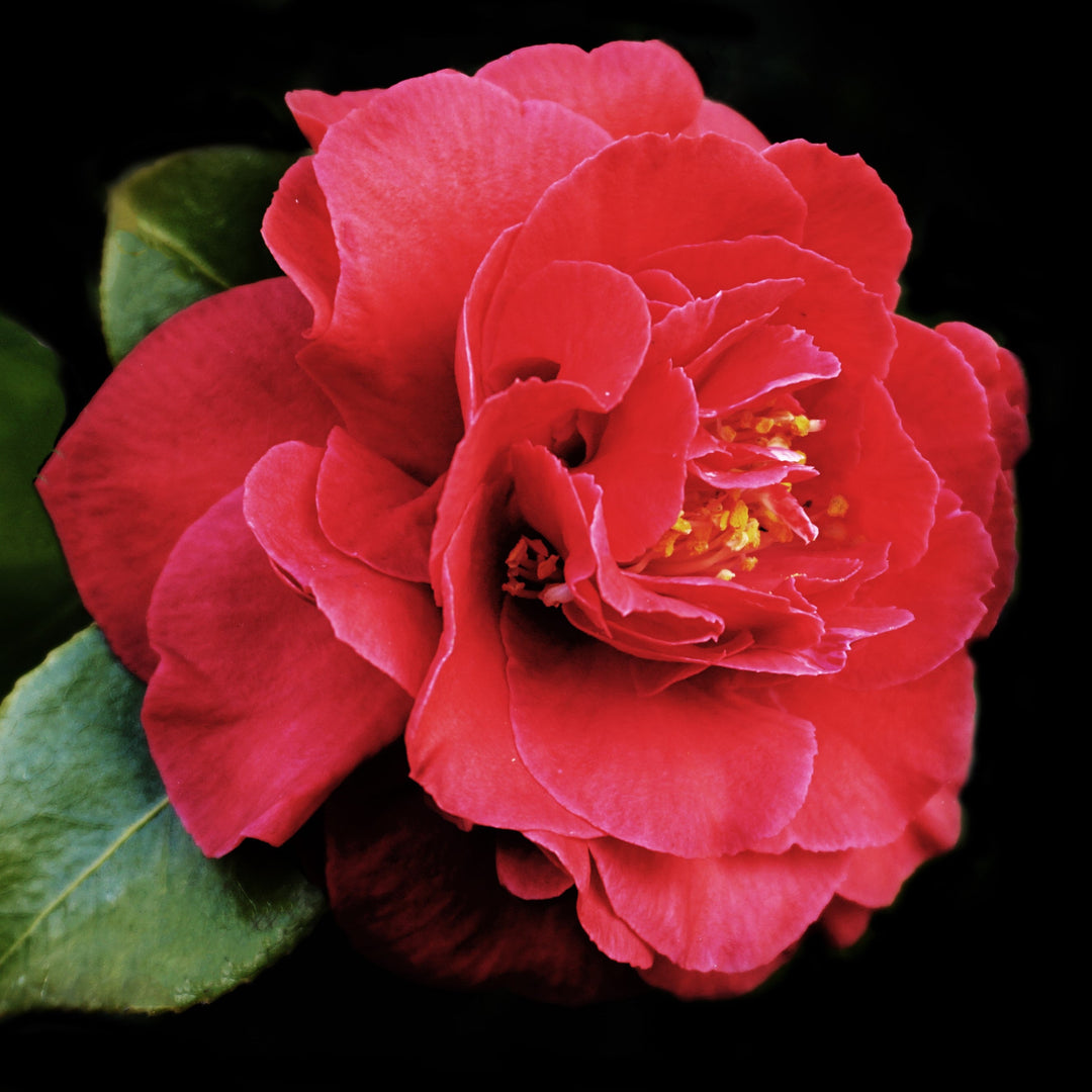 Camellia japonica 'Turandot' ~ Turandot Camellia