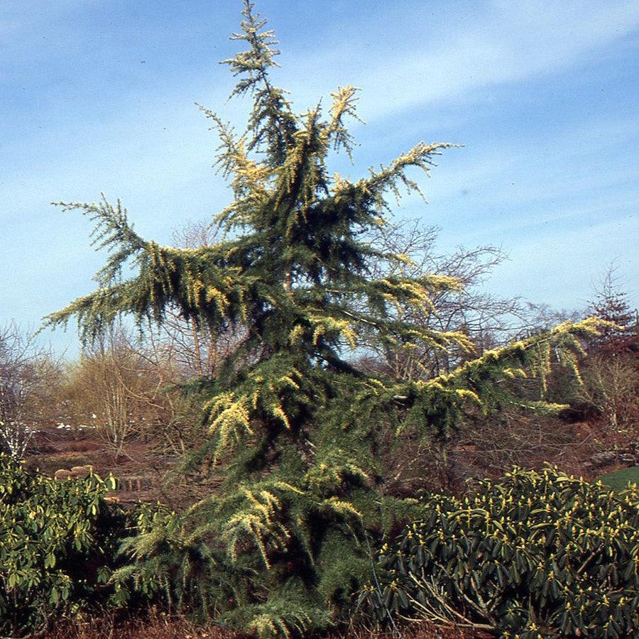 Cedrus deodara 'Aurea' ~ Golden Deodar Cedar