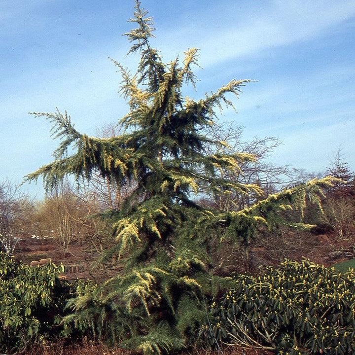Cedrus deodara 'Aurea' ~ Golden Deodar Cedar