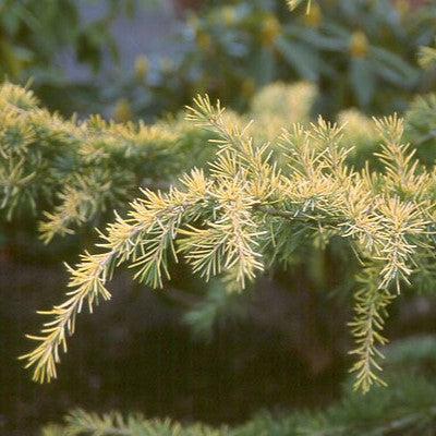 Cedrus deodara 'Aurea' ~ Golden Deodar Cedar