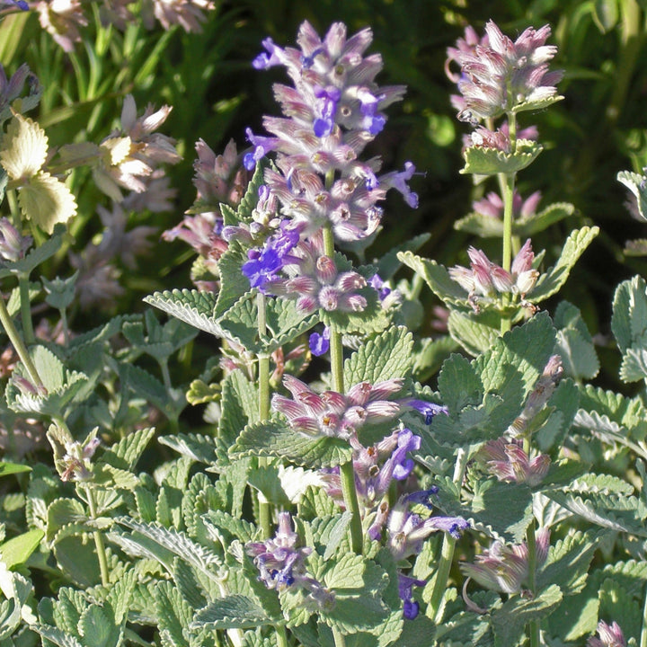 Nepeta x faassenii 'Dropmore' ~ Dropmore Catmint