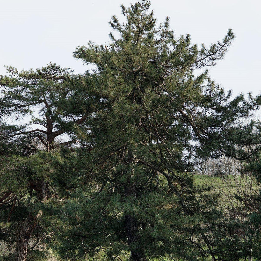 Pinus thunbergii ~ Pino negro japonés