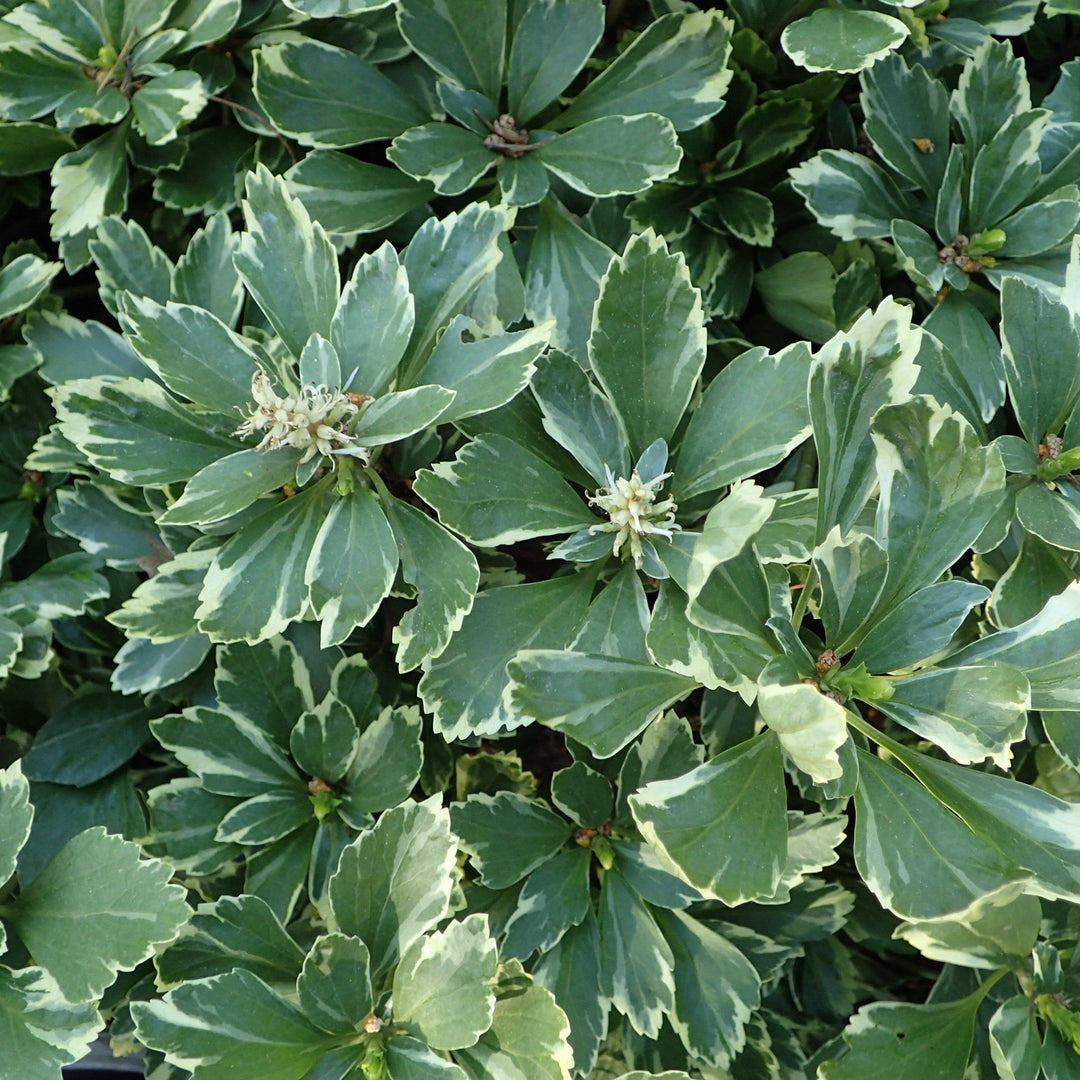 Pachysandra terminalis 'Variegata' ~ Variegated Japanese Spurge