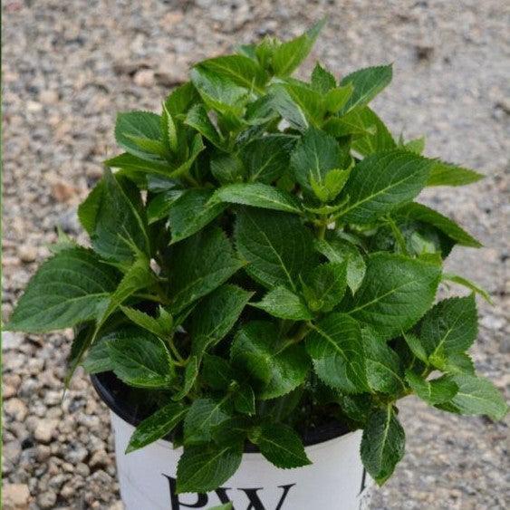 Hydrangea serrata 'SMNHSI' ~ Let's Dance® Can Do!® Hydrangea