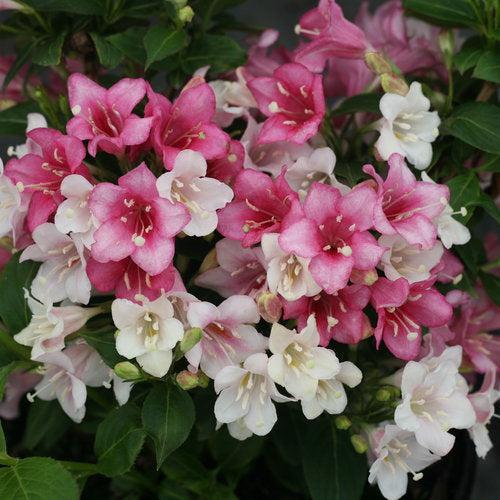 Weigela florida 'VUKOZGemini' ~ Czechmark Trilogy® Weigela