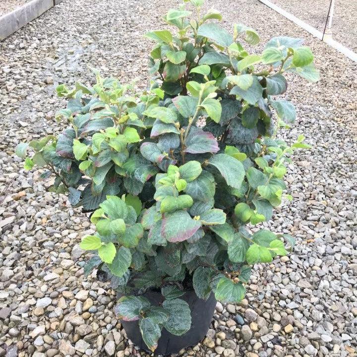 Fothergilla x intermedia 'Blue Shadow' ~ Blue Shadow Fothergilla