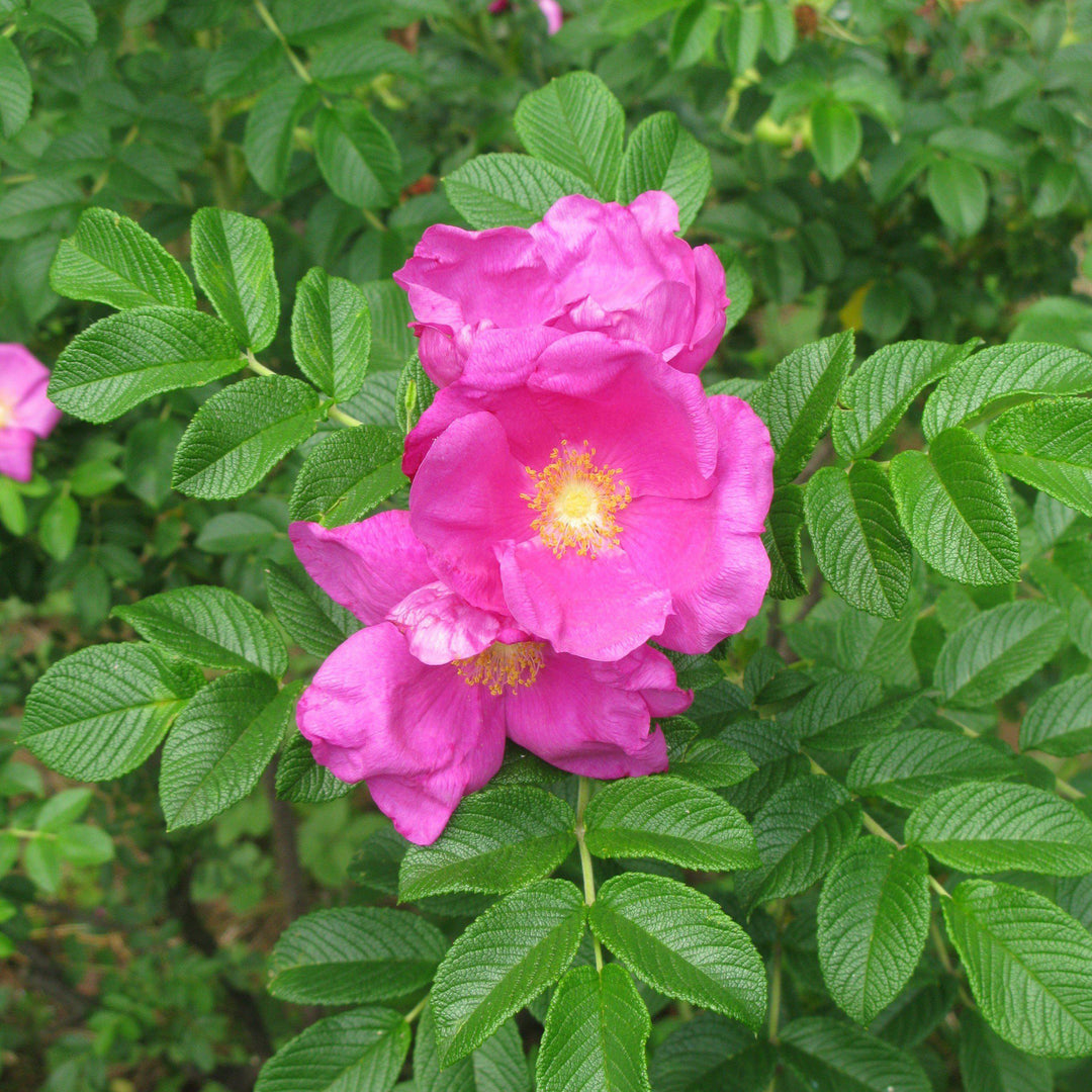 Rosa rugosa ~ Rosa rugosa