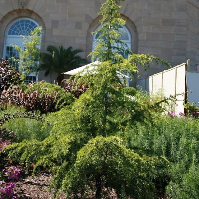 Cedrus deodara 'Aurea' ~ Golden Deodar Cedar