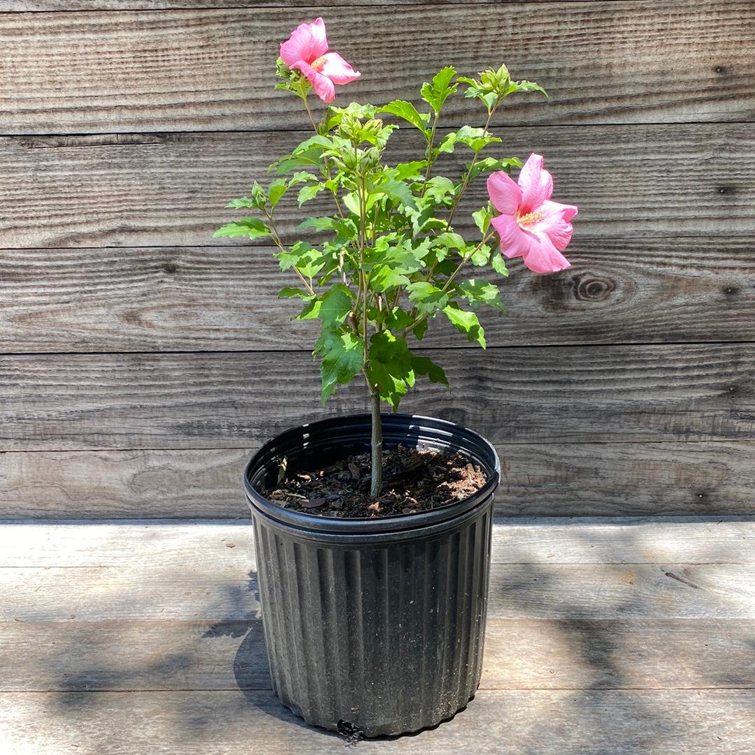 Hibiscus syriacus 'Afrodita' ~ Afrodita Rosa de Sharon