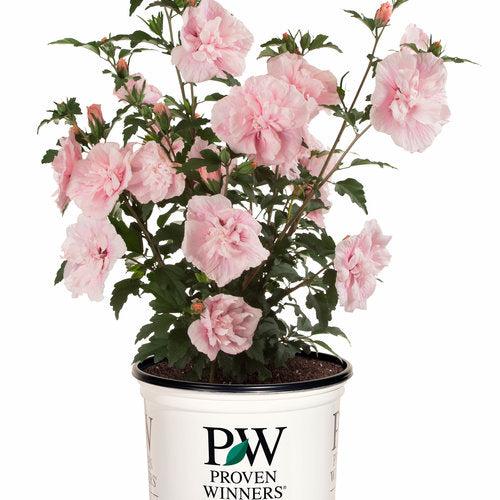 Hibiscus syriacus 'JWNWOOD4' USPP 24,336 ~ Pink Chiffon® Rose of Sharon