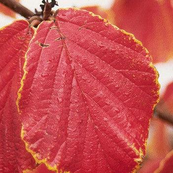 Hamamelis x intermedia 'Diane' ~ Diane Witch Hazel