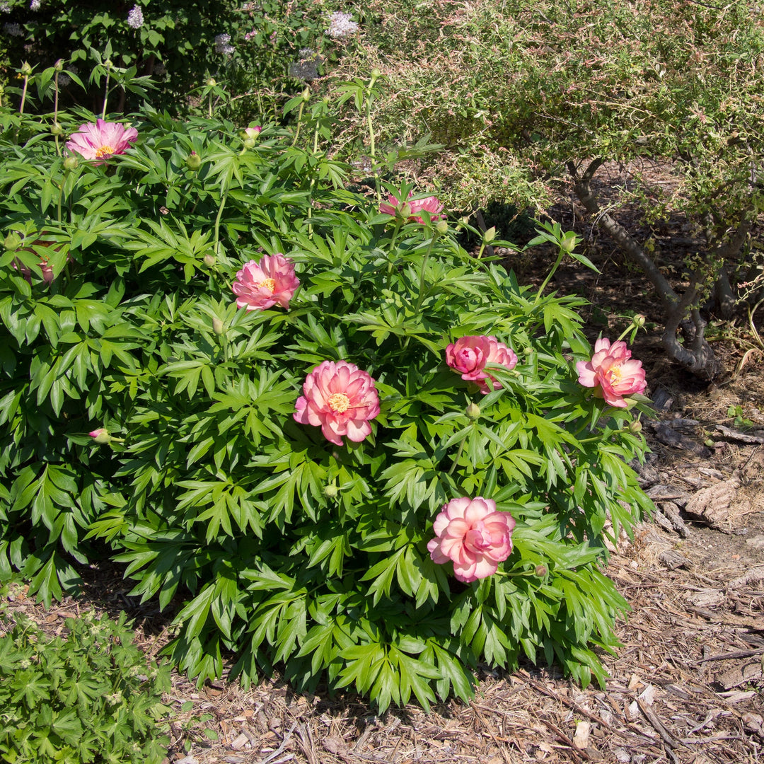 Paeonia 'Julia Rose' ~ Julia Rose Itoh Peony