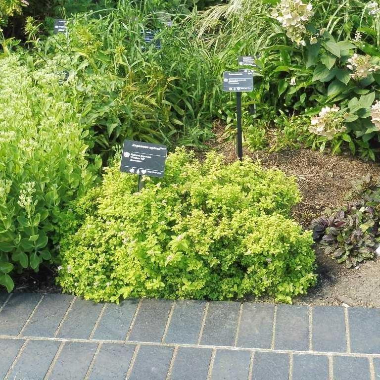 Spiraea japonica 'Golden Elf' ~ Golden Elf Spirea