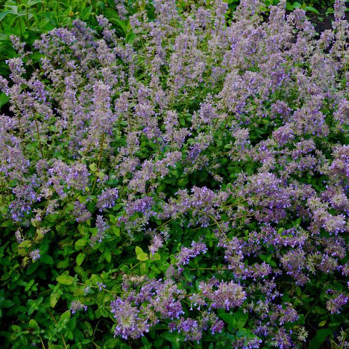 Nepeta grandiflora 'Summer Magic' ~ Summer Magic Catmint