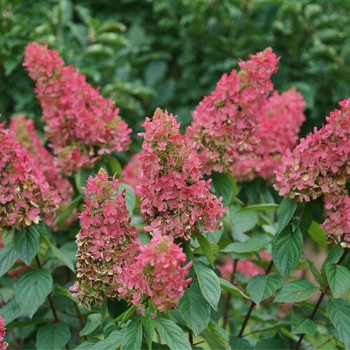 Hydrangea paniculata 'ILVOHPPRM' PP35,334 ~ Pinky Winky Prime® Hydrangea