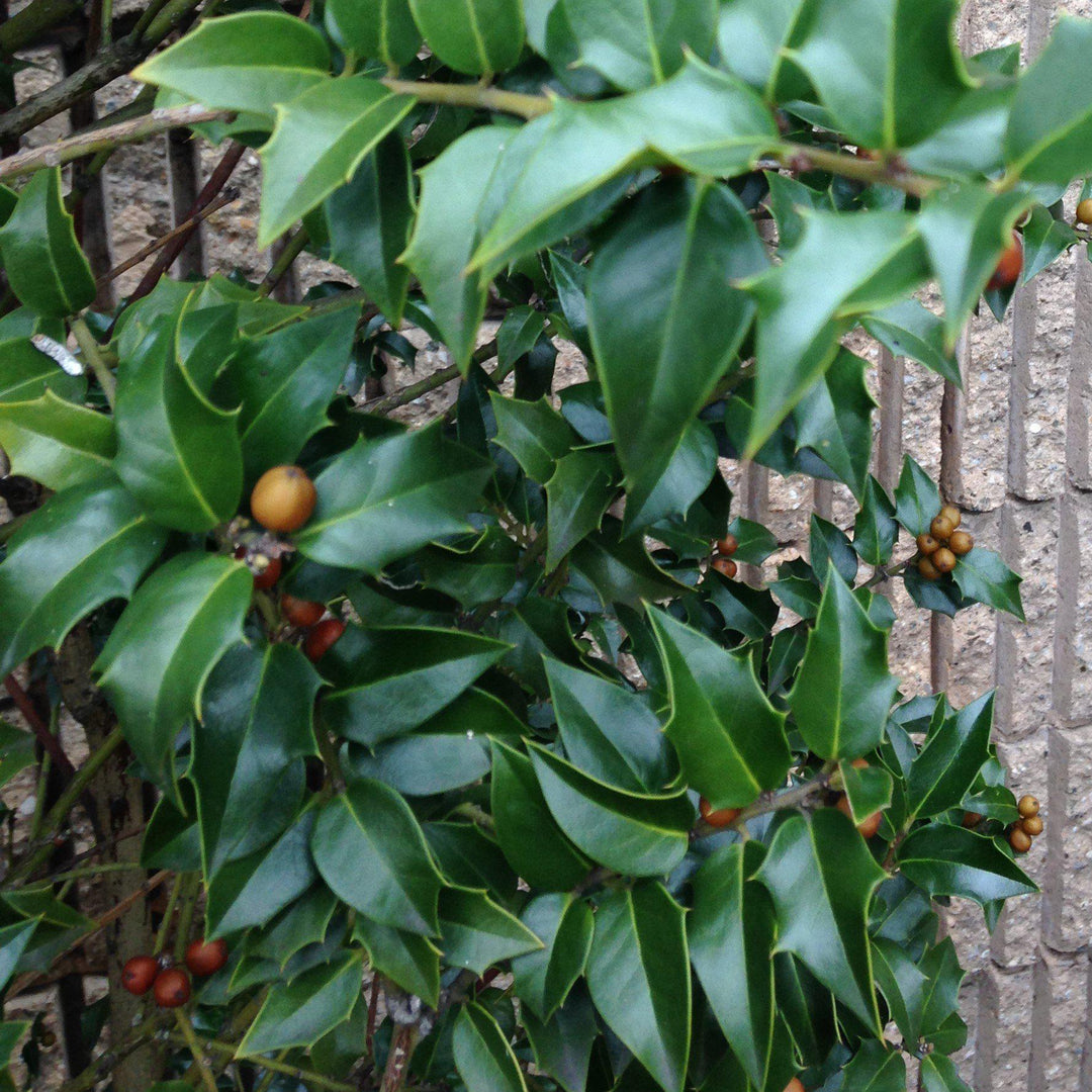 Ilex opaca ~ Acebo americano