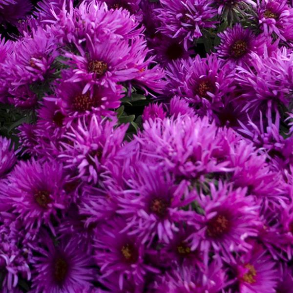 Aster novae-angliae 'Pink Crush' ~ Pink Crush Aster