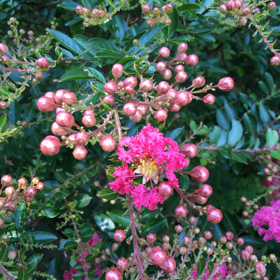 Lagerstroemia 'Cherry Dazzle' ~ Crape Myrtle 'Cherry Dazzle'