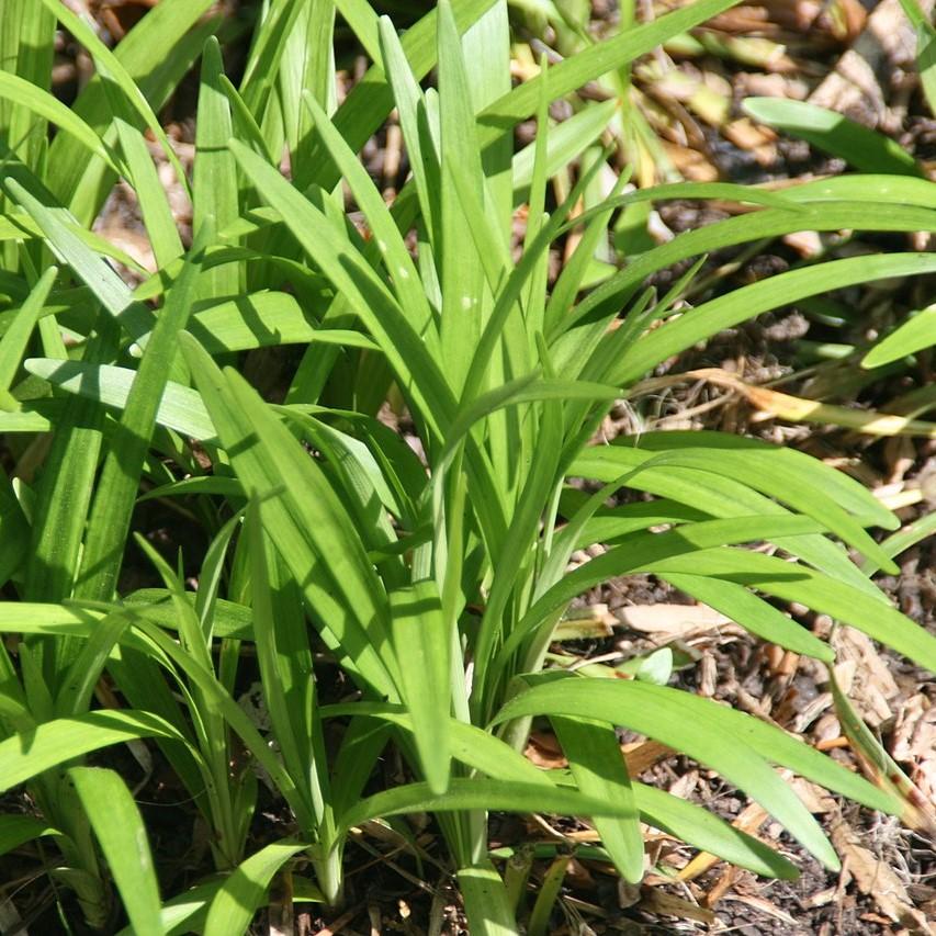 Liriope muscari 'Monroe White' ~ Monroe White Lilyturf