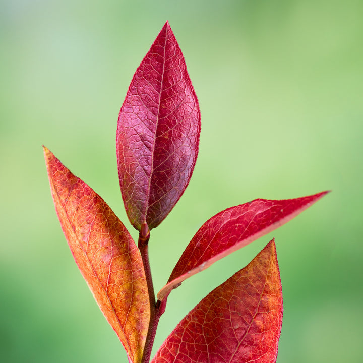 Vaccinium corymbosum 'Bluecrop' ~ Bluecrop Highbush Blueberry