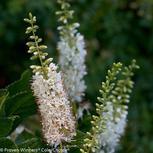 Clethra alnifolia 'Caleb' ~ Vanilla Spice® Summersweet