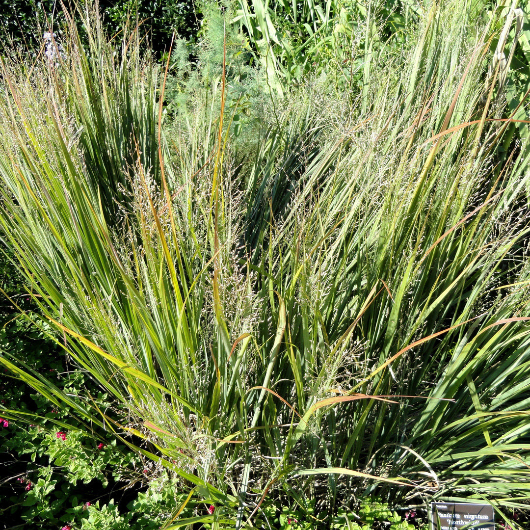 Panicum virgatum ~ Switch Grass, Panic Grass