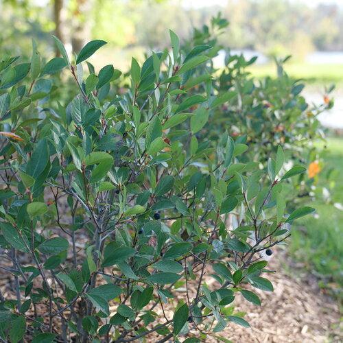Aronia melanocarpa 'SMNAMPEM' USPP 34,116 ~ PW® Low Scape Snowfire® Aronia