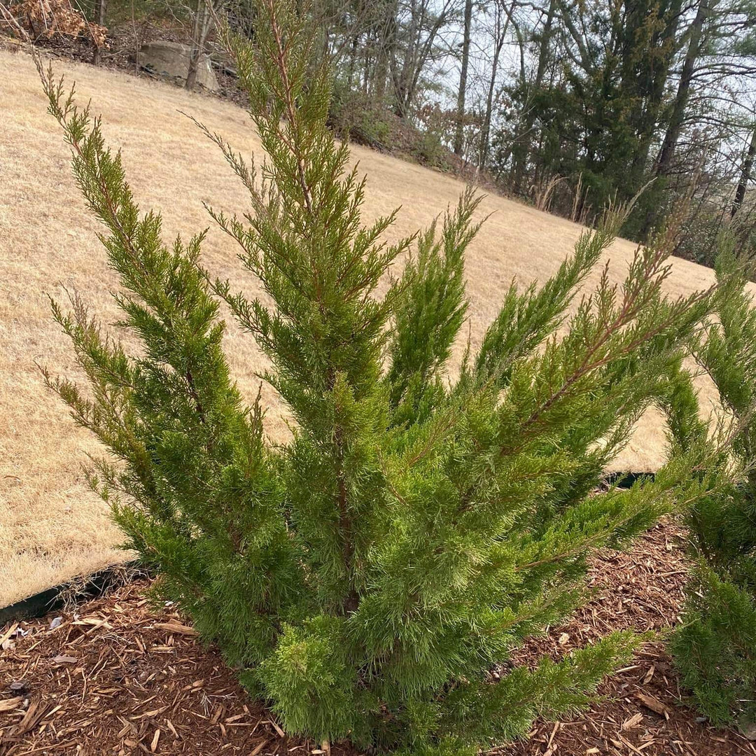 Juniperus x pfitzeriana 'Sea Green' ~ Enebro Pfitzer verde mar