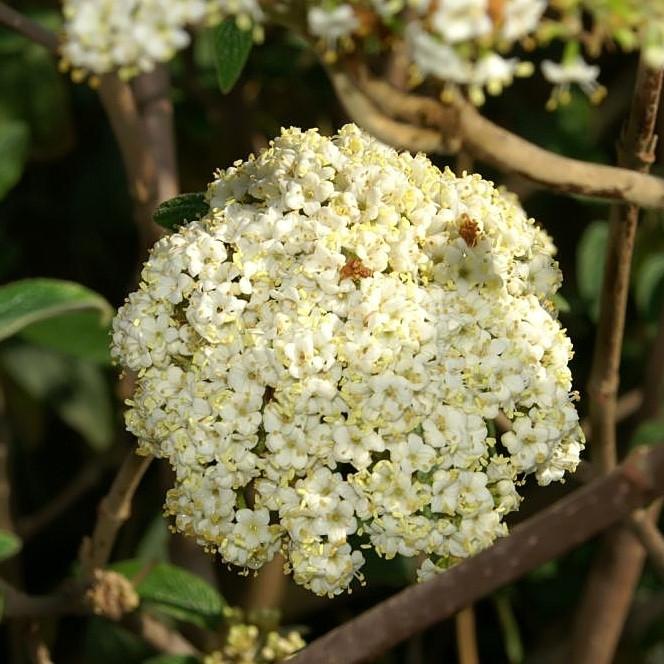 Viburnum × rhytidophylloides 'Alleghany' ~ Alleghany Viburnum