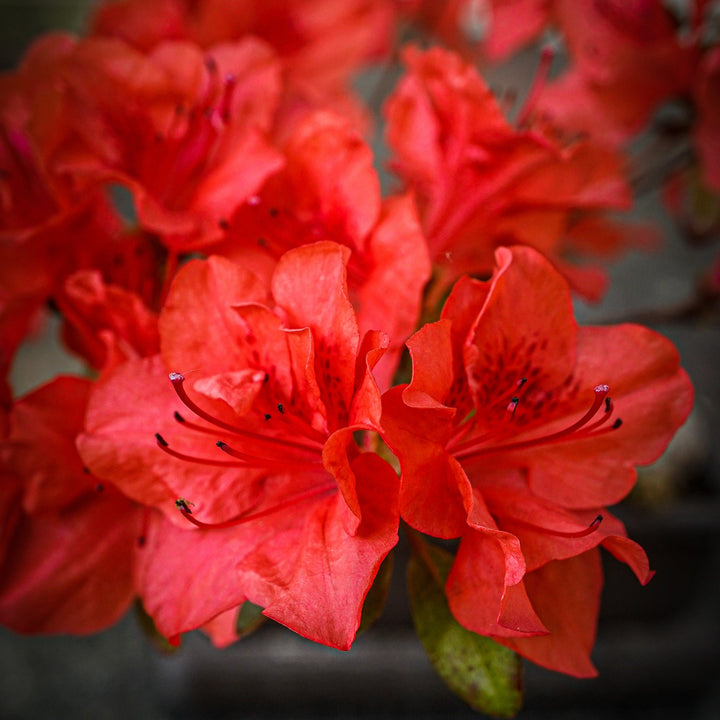 Rhododendron 'Stewartstonian' ~ Stewartstonian Azalea