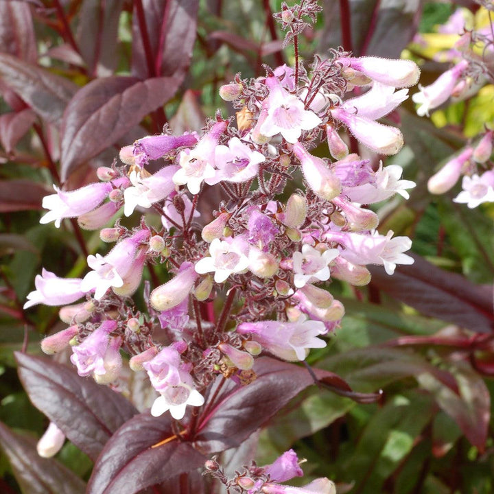 Penstemon 'Dark Towers' ~ Dark Towers Beardtongue