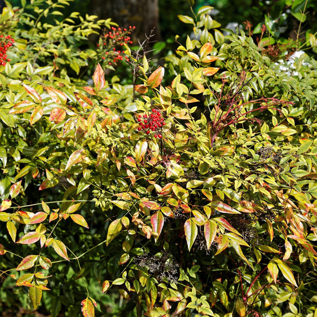 Nandina domestica ~ Heavenly Bamboo