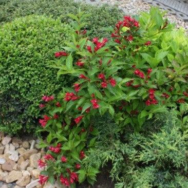 Weigela x 'Slingco 2' ~ Bloomin' Easy® Maroon Swoon® Weigela