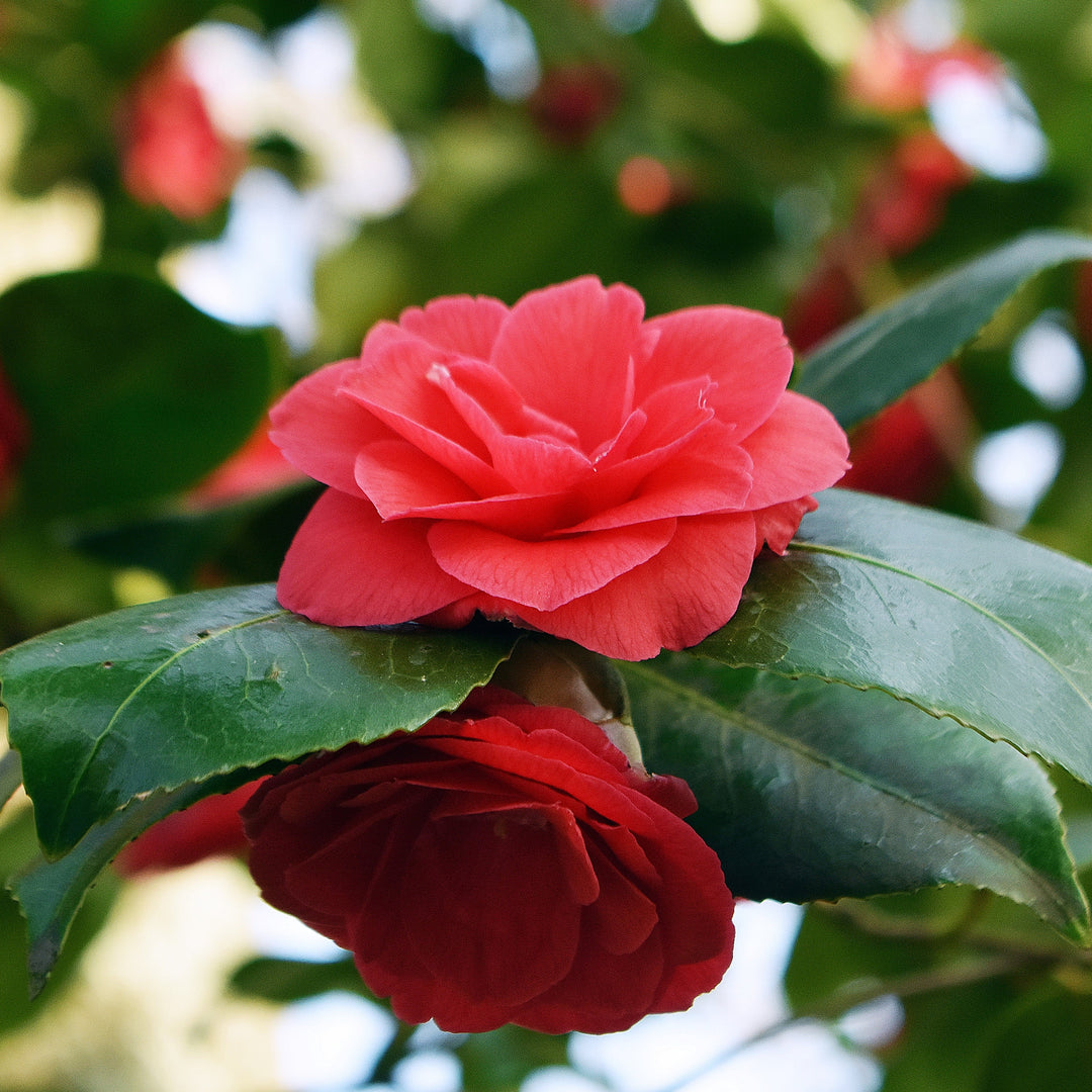 Camellia japonica 'Flame' ~ Flame Camellia