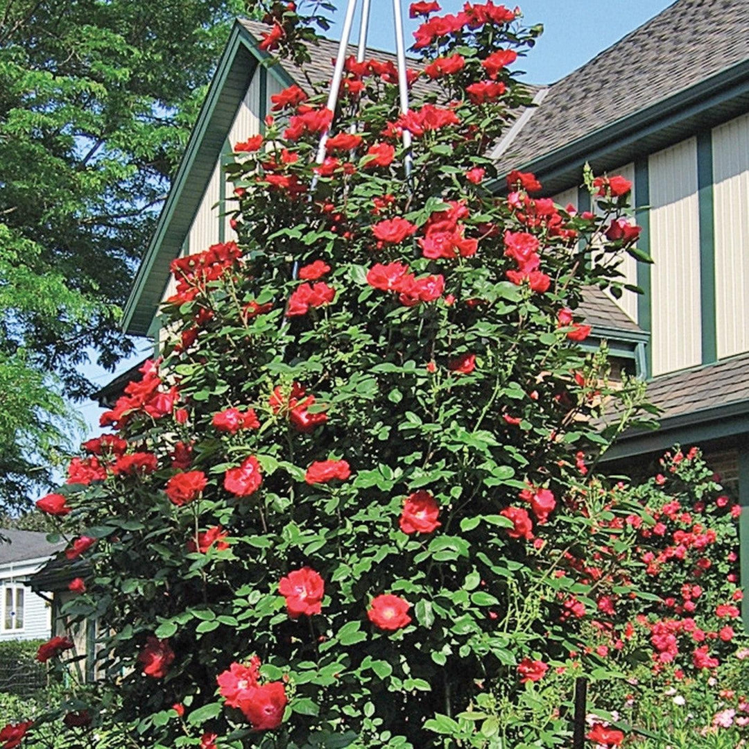 Rosa 'Radwin' ~ Winner's Circle™ Climbing Rose