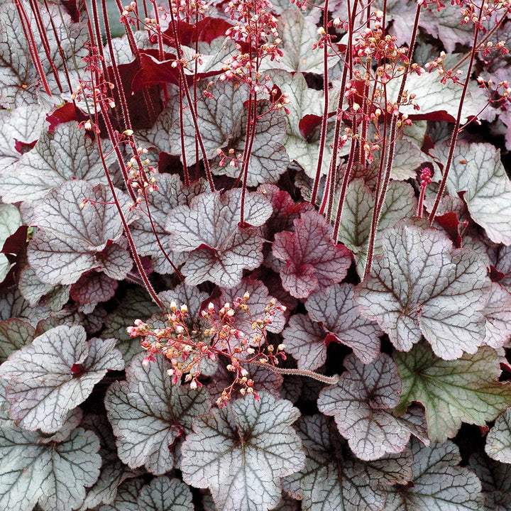 Heuchera x 'TNHEUNES' PP29632 ~ Northern Exposure™ Silver Heuchera
