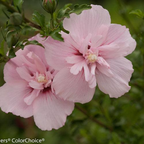 Hibiscus syriacus 'JWNWOOD4' USPP 24,336 ~ Pink Chiffon® Rose of Sharon