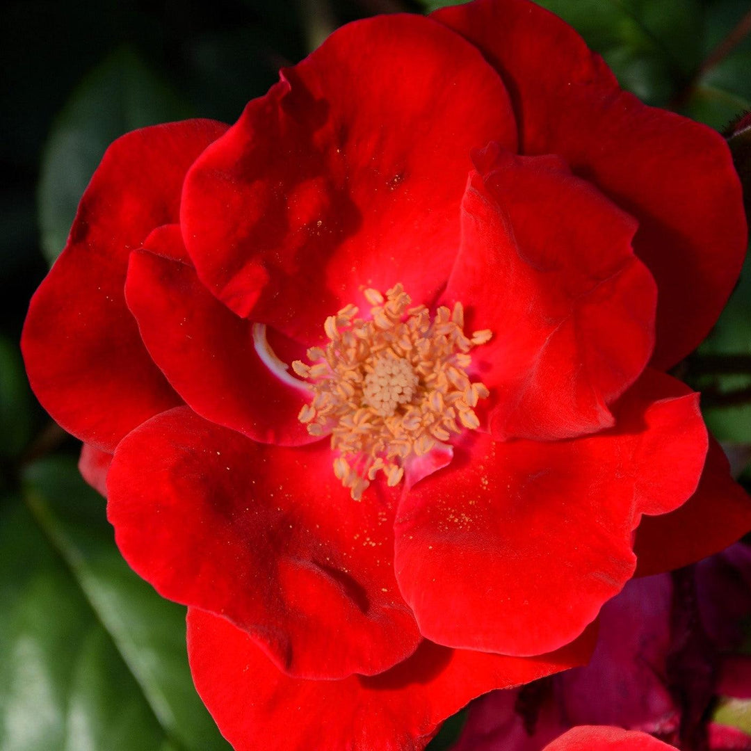 Rosa 'Radwin' ~ Winner's Circle™ Climbing Rose