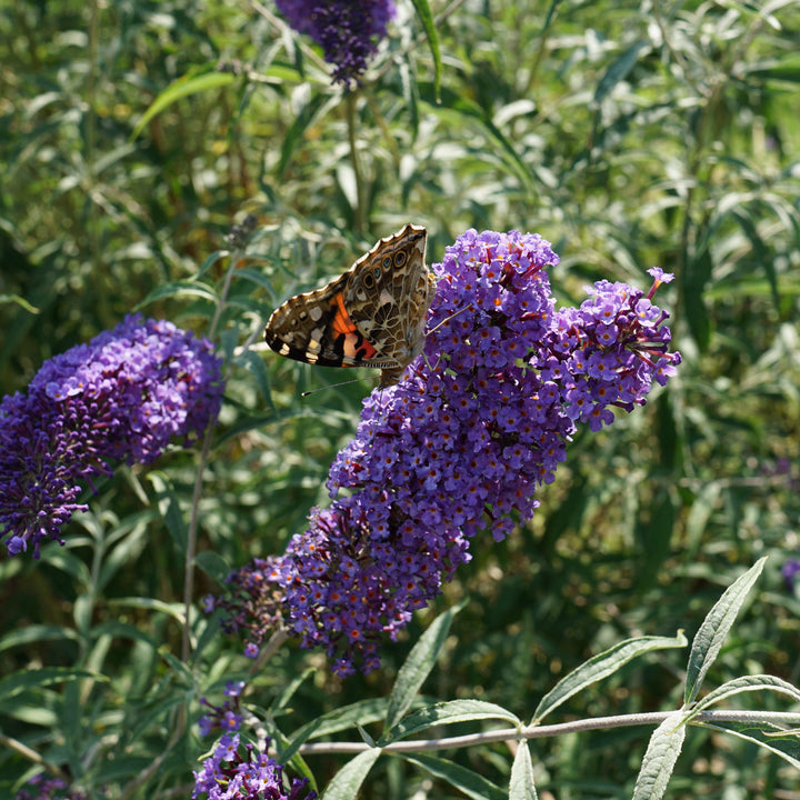 Buddleja davidii 'Nanho Blue' ~ Arbusto de mariposa azul Nanho
